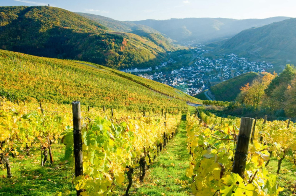 Gastronomic Journey in German. Weinland Österreich” at the M.I. Rudomino Library of Foreign Literature